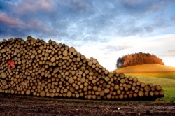 Seiferheld Holzagentur - Startseite Seiferheld Holzagentur - Startseite