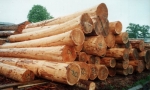 Siberian Larch - Round wood