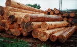 Siberian Larch - Round wood