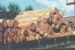 Siberian Larch - Round wood Siberian Larch - Round wood